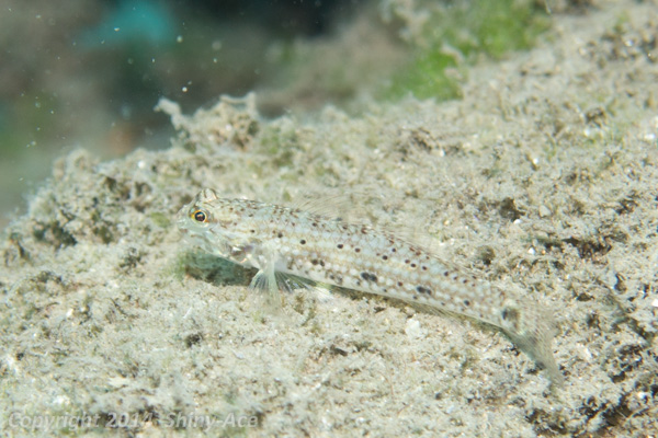 Decorated goby