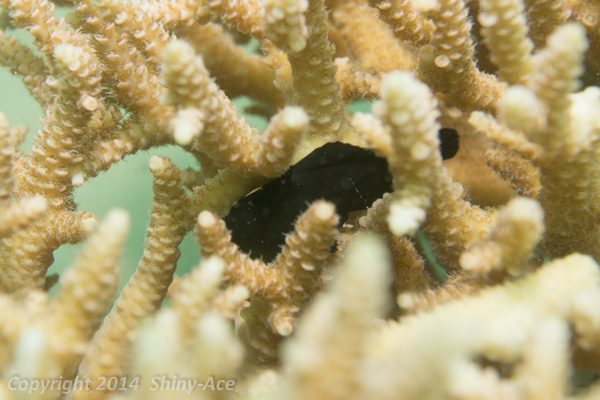 Whitelined coral goby