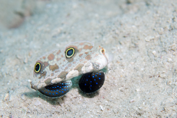 Signal goby