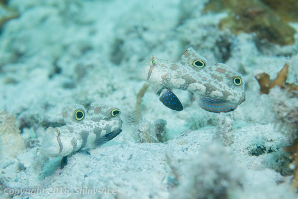 Signal goby