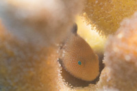 Kasai's coral goby