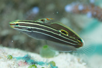 Hector's goby