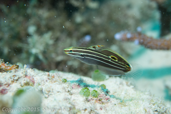Hector's goby