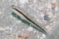 Black-line shrimp-goby