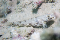 Largetooth goby