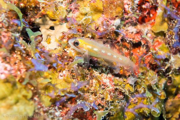 Masked Goby