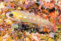 Masked Goby