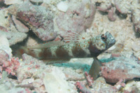 Metalic-shrimp goby