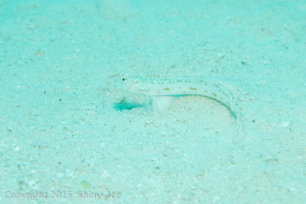 Check-streaked goby