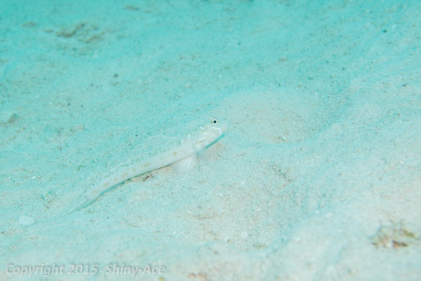 Check-streaked goby