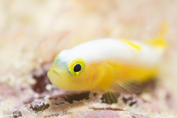 Dinah's goby