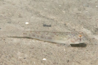Sharptail goby