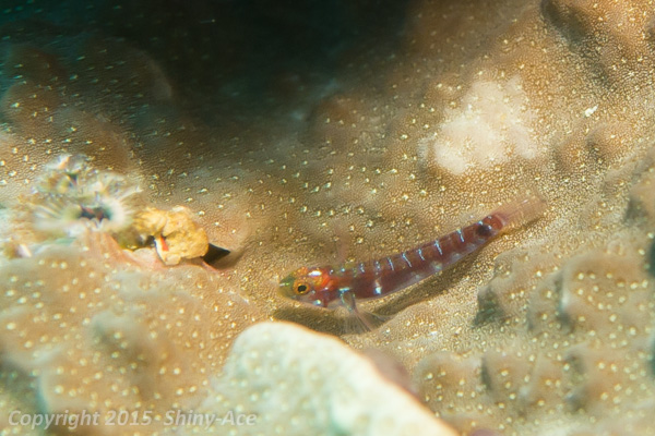 Broad-banded pygmy goby
