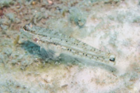 Black-spotted goby