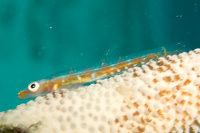 Large whip goby