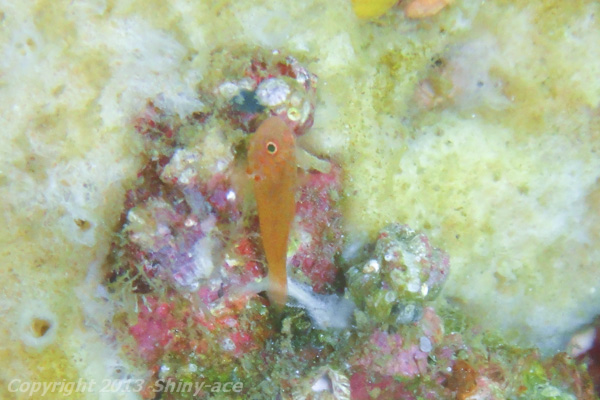 Flame goby