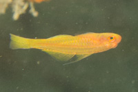Yellow cave goby