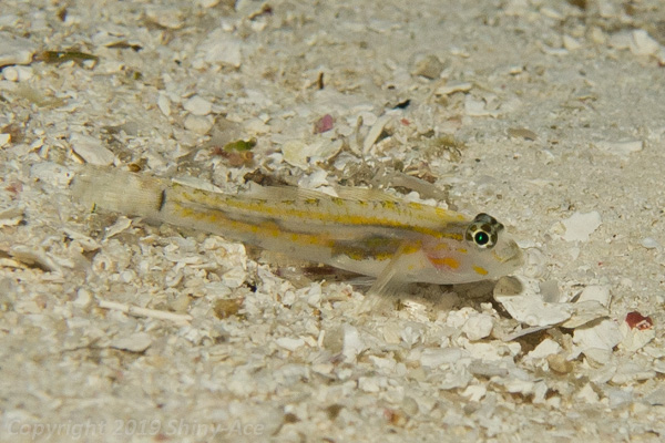 Pallid Goby