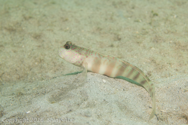 Pinkspotted shrinpgoby