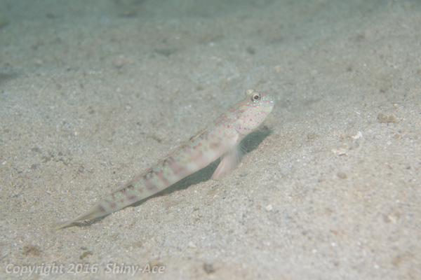 Pinkspotted shrinpgoby