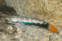 Red-tailed goby