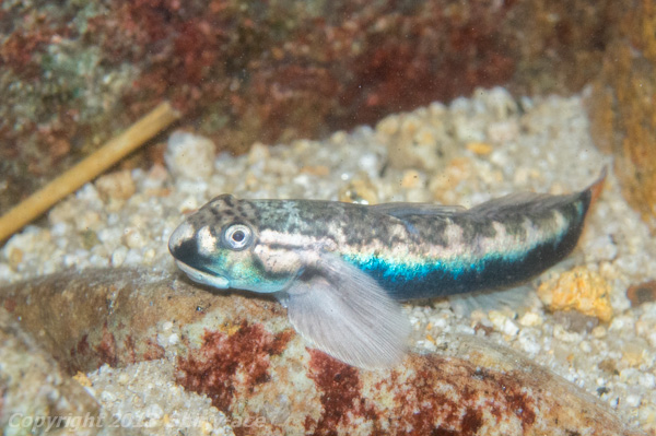 Red-tailed goby
