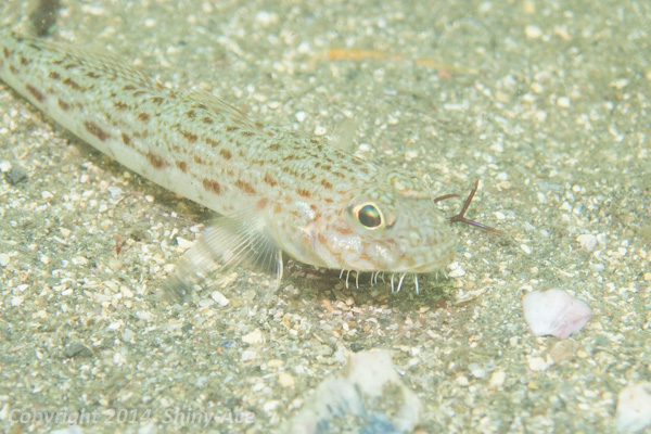 Hairchin goby