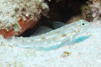 Sand-canyon Goby