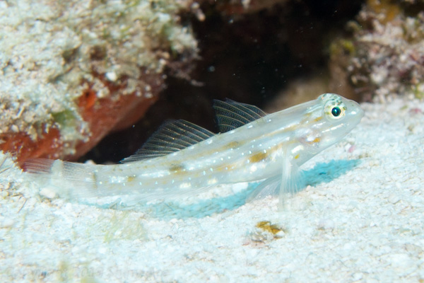 Sand-canyon Goby