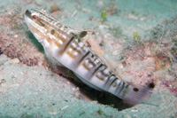 Banded goby