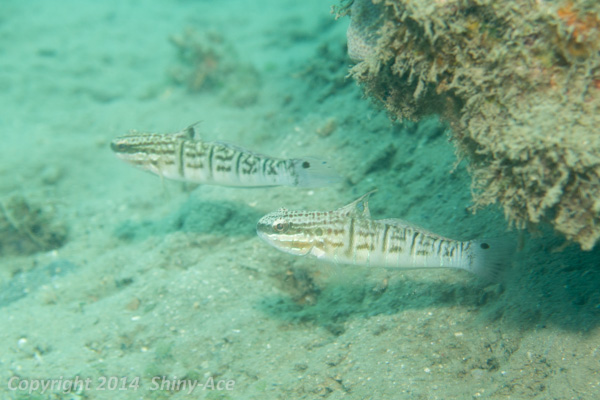 Banded goby