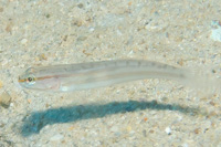 Amblygobius sp.1
