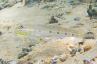 Long-finned goby