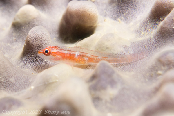 Toothy goby