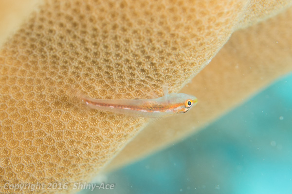 Toothy goby