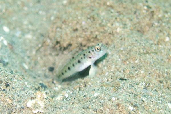 Twin-spotted shrimp-goby