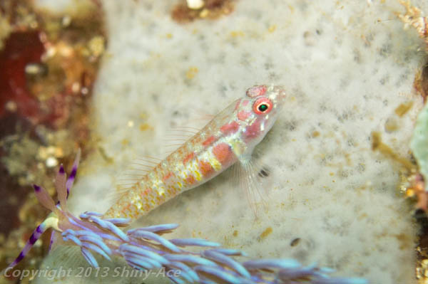 Spotted fringefin goby
