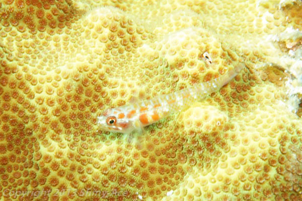 Spotted fringefin goby