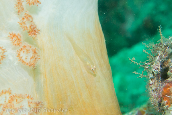 Soft-coral goby