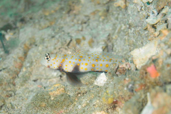 Spotted prawn-goby