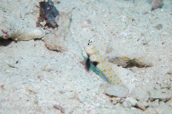 Spotted prawn-goby
