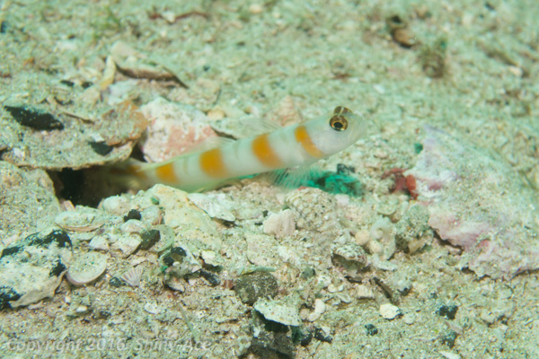 Flag-tail shrimpgoby 