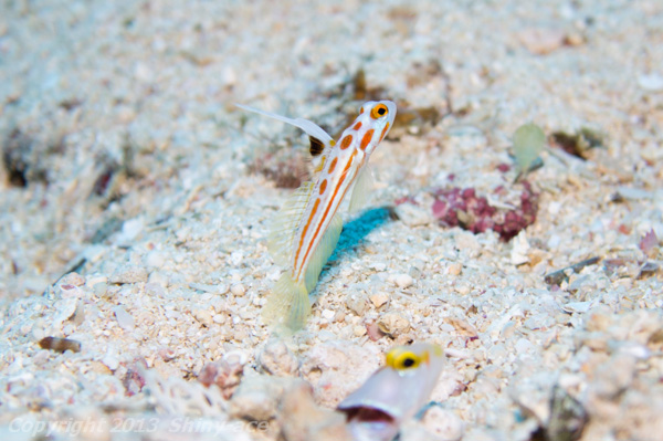 Yasha shrimp goby