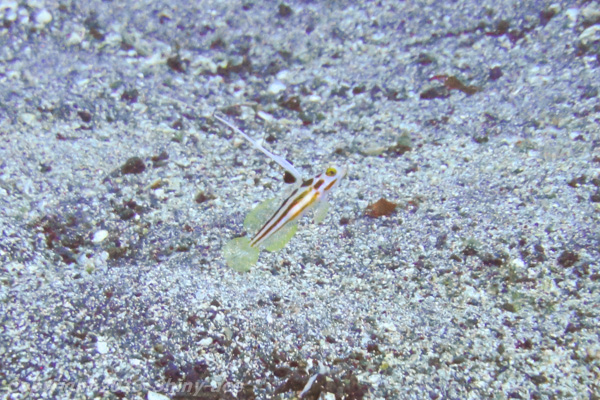 Yasha shrimp goby