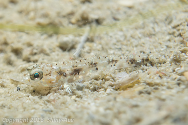 Cabillus goby sp.1