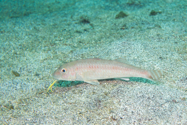 Bensasi goatfish