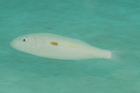 Yellowstripe goatfish