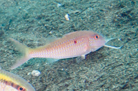 Cinnabar goatfish