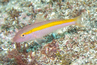 Yellow striped goatfish
