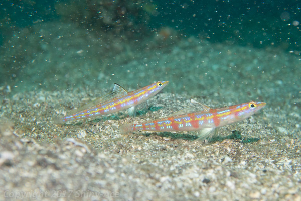 Japanese sand-diving lizardfish